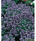Alysse Odorant Violet Queen © Image protégée téléchargement interdit !