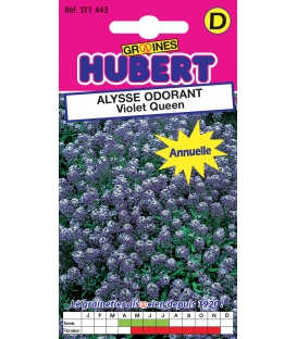Alysse Odorant Violet Queen &copy; Image prot&eacute;g&eacute;e t&eacute;l&eacute;chargement interdit !