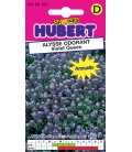 Alysse Odorant Violet Queen © Image protégée téléchargement interdit !