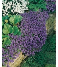 Aubrieta Leichtlinii Carmin © Image protégée téléchargement interdit !