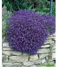 Aubrietia Royal Bleu a Grande Fleur © Image protégée téléchargement interdit !