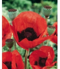 Coquelicot Pavot d'Orient Rouge © Image protégée téléchargement interdit !