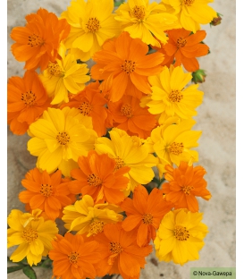 Cosmos Sulphureus Brightlights M&eacute;lange Extra &copy; Image prot&eacute;g&eacute;e t&eacute;l&eacute;chargement interdit !