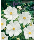 Cosmos Sensation Purity Blanc Pur © Image protégée téléchargement interdit !