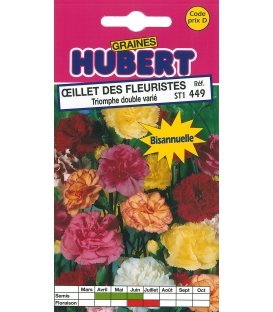 Graines d'Oeillet des Fleuristes Triomphe Double Vari&eacute; &copy; Image prot&eacute;g&eacute;e t&eacute;l&eacute;chargement interdit !