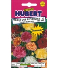 Oeillet des Fleuristes Triomphe Double Varié