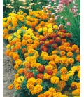 Oeillet d'Inde Nain Double Varié - Tagetes © Image protégée téléchargement interdit !