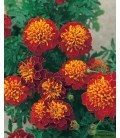 Oeillet d'Inde Royal Bicolore Orange et Rouge © Image protégée téléchargement interdit !