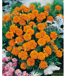 Graines de Rose d'Inde Naine Double Cupidon Orange VIF &copy; Image prot&eacute;g&eacute;e t&eacute;l&eacute;chargement interdit !