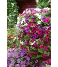 Pétunia Pendula à Balcon Varié © Image protégée téléchargement interdit !