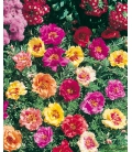 Pourpier à Grande Fleur Double Varié © Image protégée téléchargement interdit !