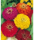 Zinnia Double Géant de Californie Varié © Image protégée téléchargement interdit !