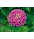 Zinnia Géant à Fleur de Dahlia "Purple Prince" © Image protégée téléchargement interdit !