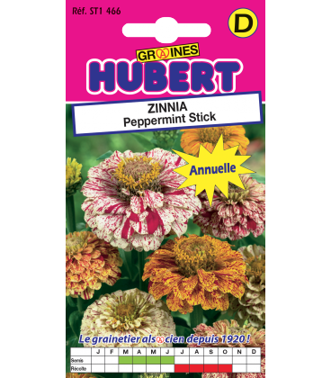 Zinnia Peppermint Stick