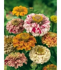 Zinnia Peppermint Stick © Image protégée téléchargement interdit !