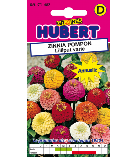 Zinnia Pompon Lilliput Double Varié