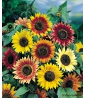 Soleil Beauté d'Automne © Image protégée téléchargement interdit !