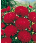 Reine Marguerite Merveille des Naines Rouge © Image protégée téléchargement interdit !