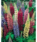 Lupin Vivace de Russel Varié © Image protégée téléchargement interdit !