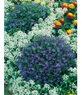 Lobelia Erinus Crytal Palace Nain Compact © Image protégée téléchargement interdit!