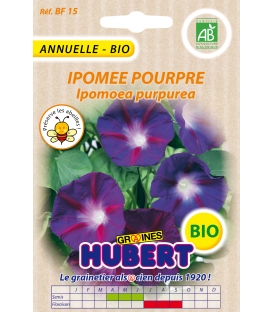 Ipom&eacute;e Pourpre BIO - &copy; Image prot&eacute;g&eacute;e t&eacute;l&eacute;chargement interdit !