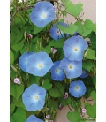 Ipomée Volubilis Bleu Pur © Image protégée téléchargement interdit !