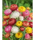 Immortelle à Bractées Double Variée © Image protégée téléchargement interdit !