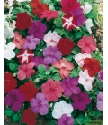 Impatiens Hybride Variée Holstii © Image protégée téléchargement interdit !
