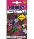 Impatiens Hybride Variée Holstii © Image protégée téléchargement interdit !