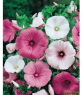 Lavatère à Grande Fleur Variée © Image protégée téléchargement interdit !