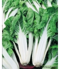 Poirée Verte à Carde Blanche BIO