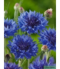 Centaurée Bleue - Centaurea Cyanus - ©Image protégée téléchargement interdit !
