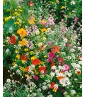Fleurs d'été Parfumées en Mélange - © Image protégée téléchargement interdit !