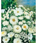 Fleurs pour Bouquets Blancs - © Image protégée téléchargement interdit !