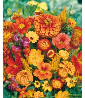 Fleurs pour Bouquets Oranges &copy; Image prot&eacute;g&eacute;e t&eacute;l&eacute;chargement interdit !