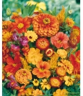 Fleurs pour Bouquets Orange