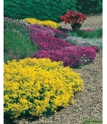 Fleurs Vivaces Naines Pour Rocailles © Image protégée téléchargement interdit !