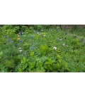 Mélange de Plantes Mellifères - Format ECO