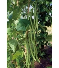 Haricot Mangetout à Rames Monte Cristo © image Protégée Téléchargement Interdit !