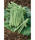 Haricot Mangetout à Rames Monte Cristo © image Protégée Téléchargement Interdit !