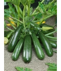 Courgette Leïla F1 - Non Coureuse © Image Protégée Téléchargement Interdit !