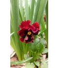 Pensée à Grandes Fleurs Ondulées