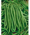 Haricot Mangetout Nain Pongo BIO © Image protégée téléchargement intedit !