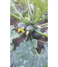 Courgette Ronde Boldenice F1 © images protégées téléchargement interdit !