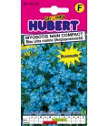 Myosotis Nain Compact Bleu Ultra Marine Vergissmeinnicht
