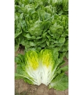 Laitue Mini Romaine Xanadu Type Sucrine ©Images protégées téléchargement interdit !