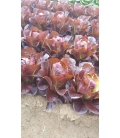 Laitue Romaine Rouge Ovired ©Images protégées téléchargement interdit !