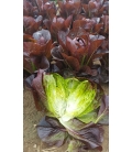 Laitue Romaine Rouge Ovired ©Images protégées téléchargement interdit !