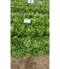 Laitue Mini Romaine Xanadu Type Sucrine ©Images protégées téléchargement interdit !