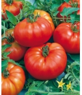 Graines de Tomate Marmande